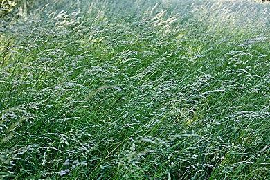 《名侦探柯南：百万美元的五稜星》预告 明年4月12日上映